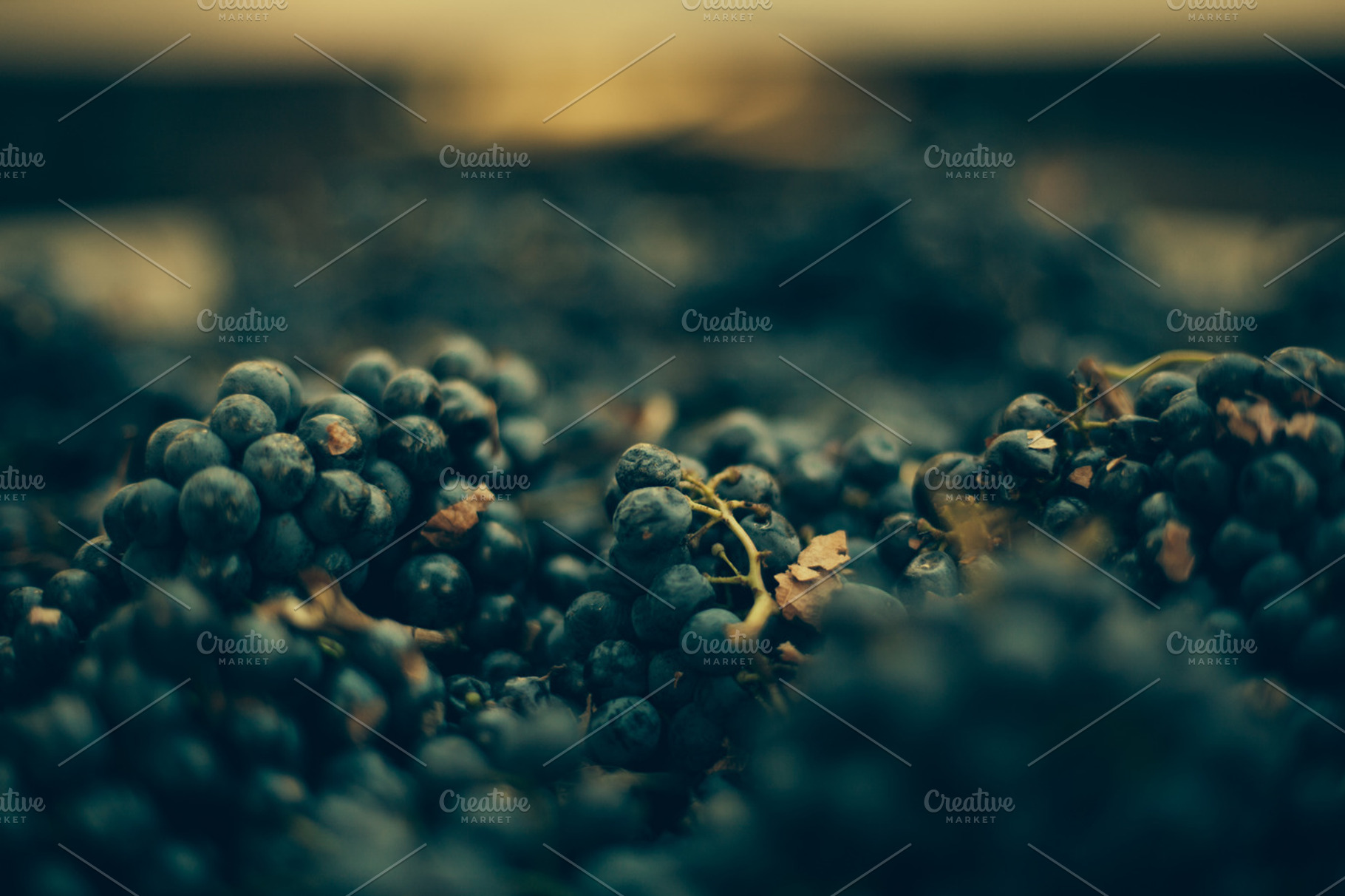 Wine grapes featuring california, wine, and vineyard