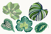 Green Leaves Vector Clip Art, a Decorative Illustration by Ania Illustration (Thumbnail 3 of 4)