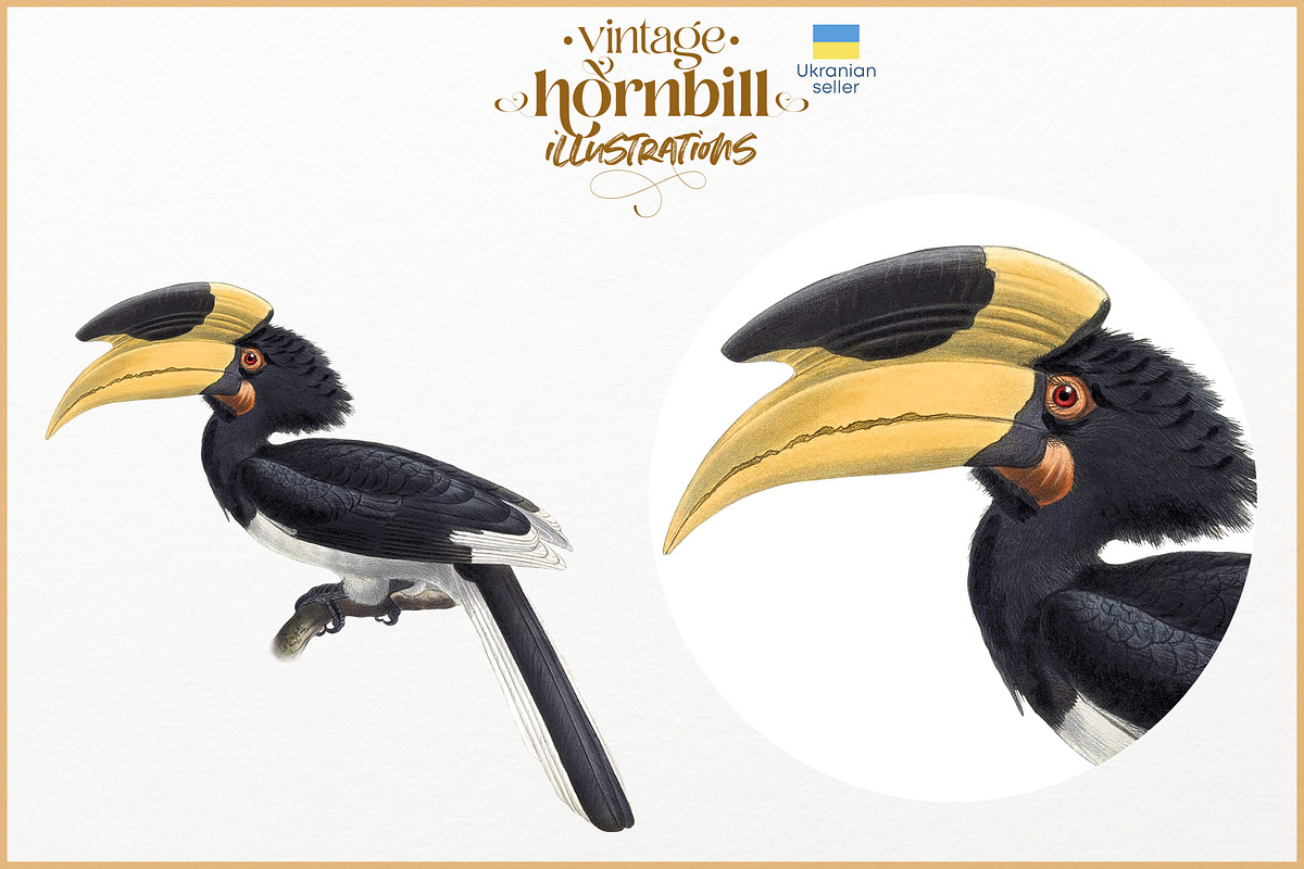 Vintage hornbill illustrations, an Animal Illustration by Natalka Dmitrova art (Photo 15 of 17)