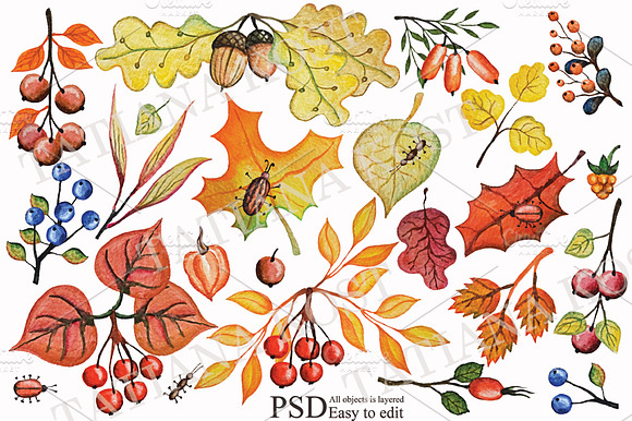 Autumn leaves, berries,branches set preview 3