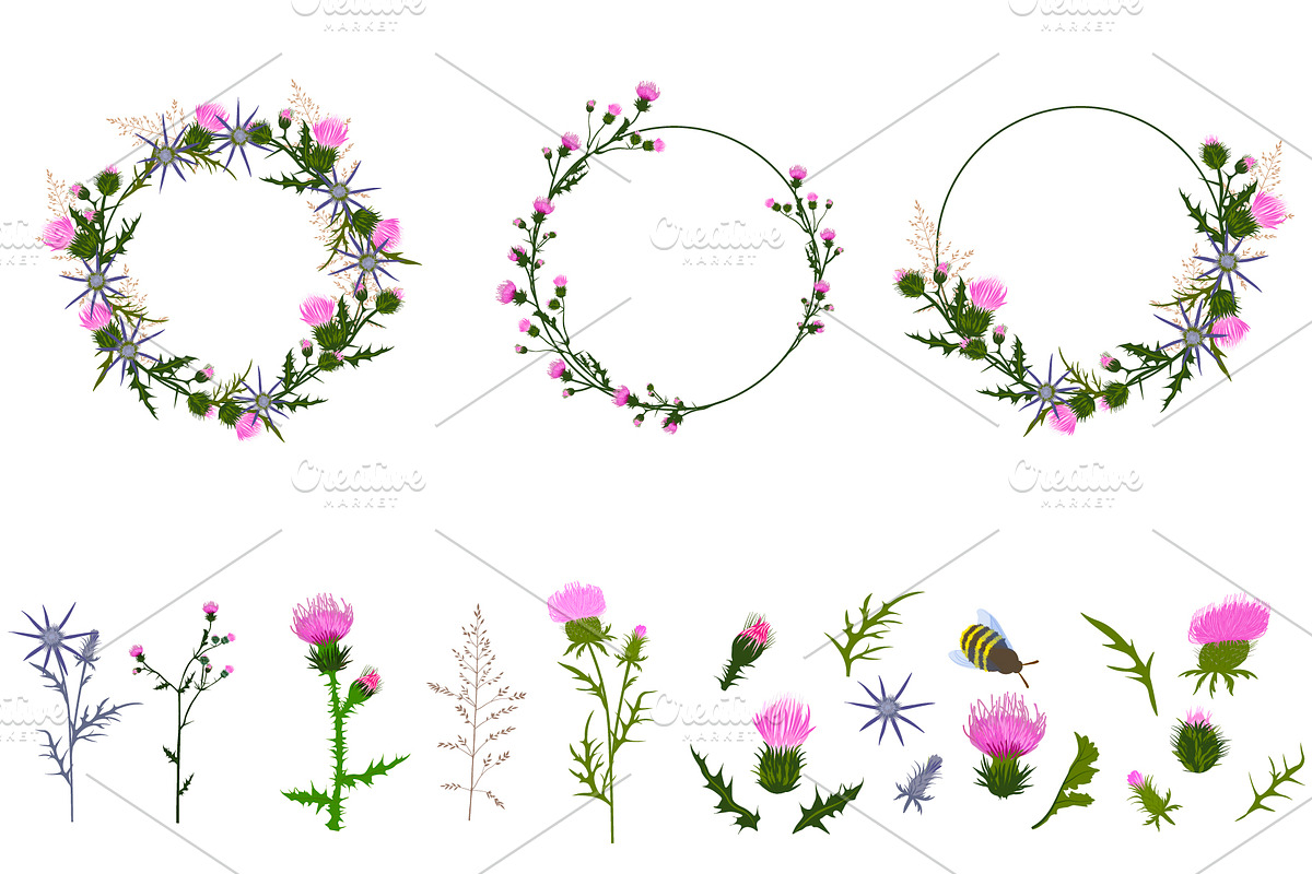 Thistle - meadow flower, an Illustration by MariiaVasilenko (Photo 5 of 6)