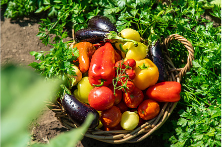 Harvest different vegetables in the, a Food & Drink Photo by yanadjana