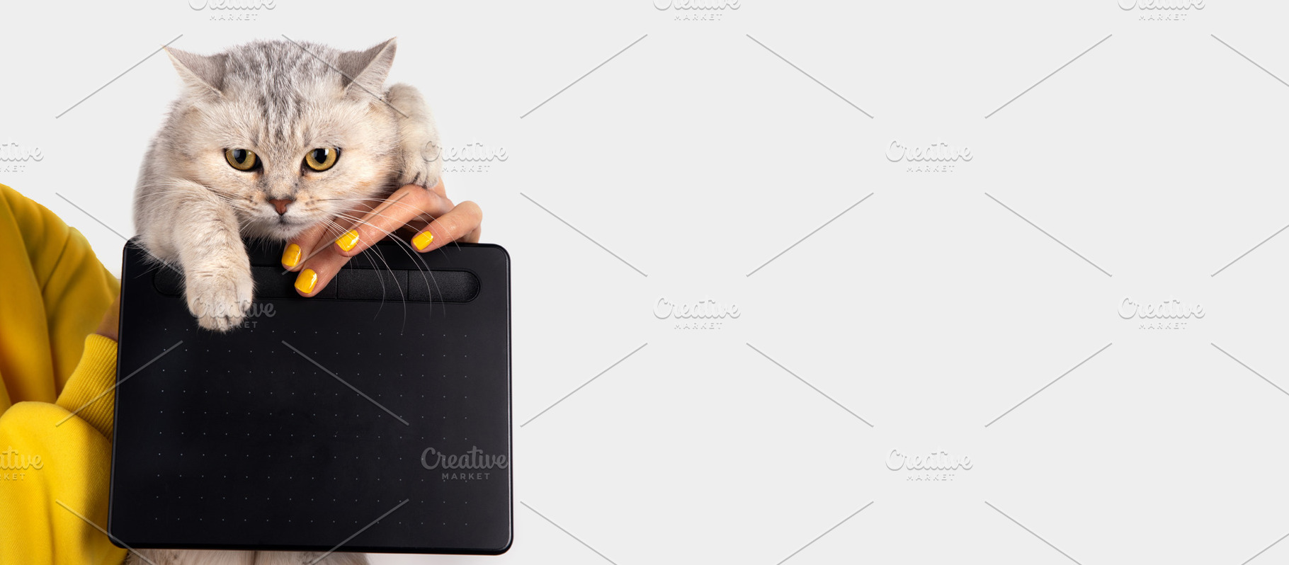 Cat with Digital Drawing Tablet, an Animal Photo by Ales Munt