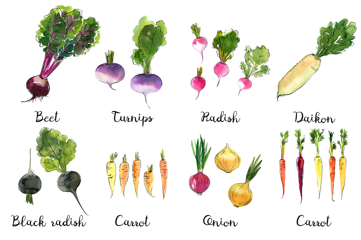 Food watercolor. Vegetables, a Food Illustration by irina.vaneeva (Photo 4 of 25)