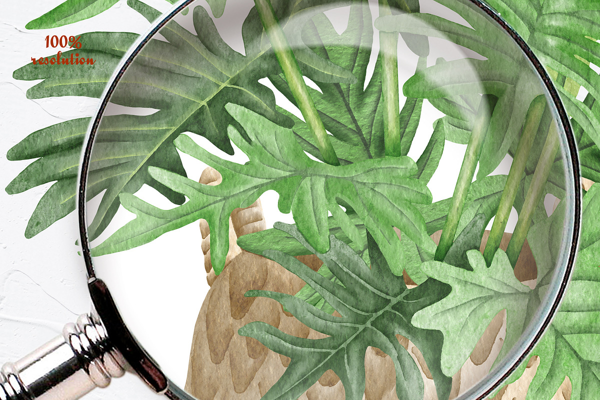 Philodendron Plans Watercolor Set, a Decorative Illustration by BarvArt (Photo 6 of 7)