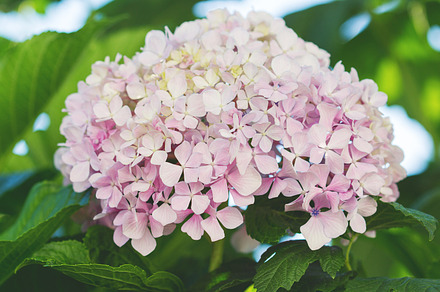 Hydrangea featuring hydrangea, pink, and summer, a Nature Photo by Maria Dattola Photography