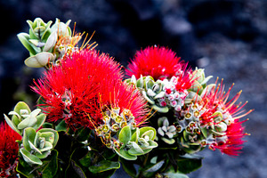 Ohia lehua containing ohia lehua, ohia, and metrosideros polymorpha