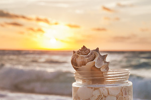 Sea Shells At Sunrise
