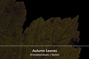 Autumn Leaves – 15 Isolated Assets, an Object Graphic by MarkSupply (Thumbnail 1 of 7)