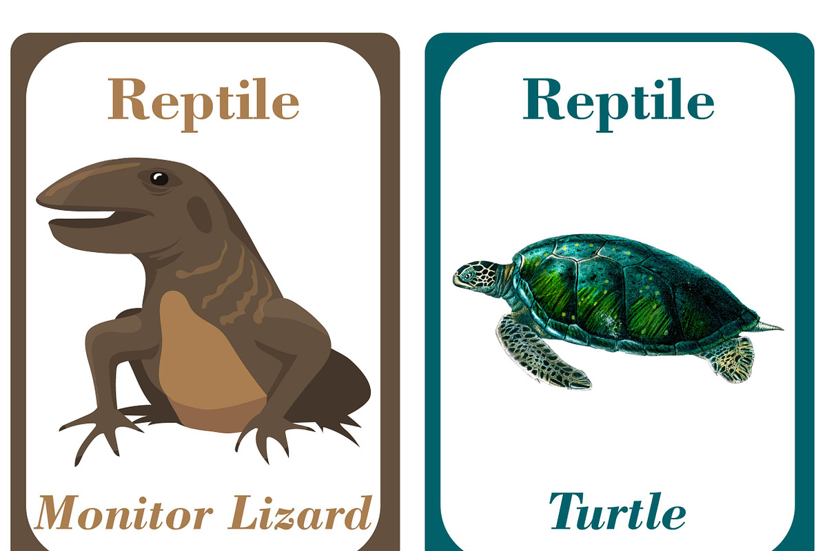 Reptiles Flash Cards Kids, a Card Template by DigitalsDesigns (Photo 3 of 4)