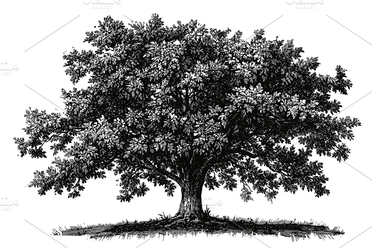 Lush Oak Tree Detailed Vintage, an Object Illustration by LadadikArt