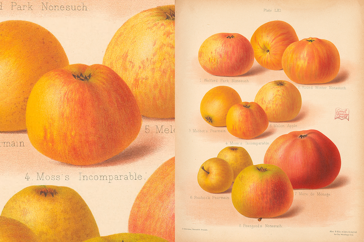 Rare! The Herefordshire Pomona, a Food Illustration by Digital Museum (Photo 4 of 10)