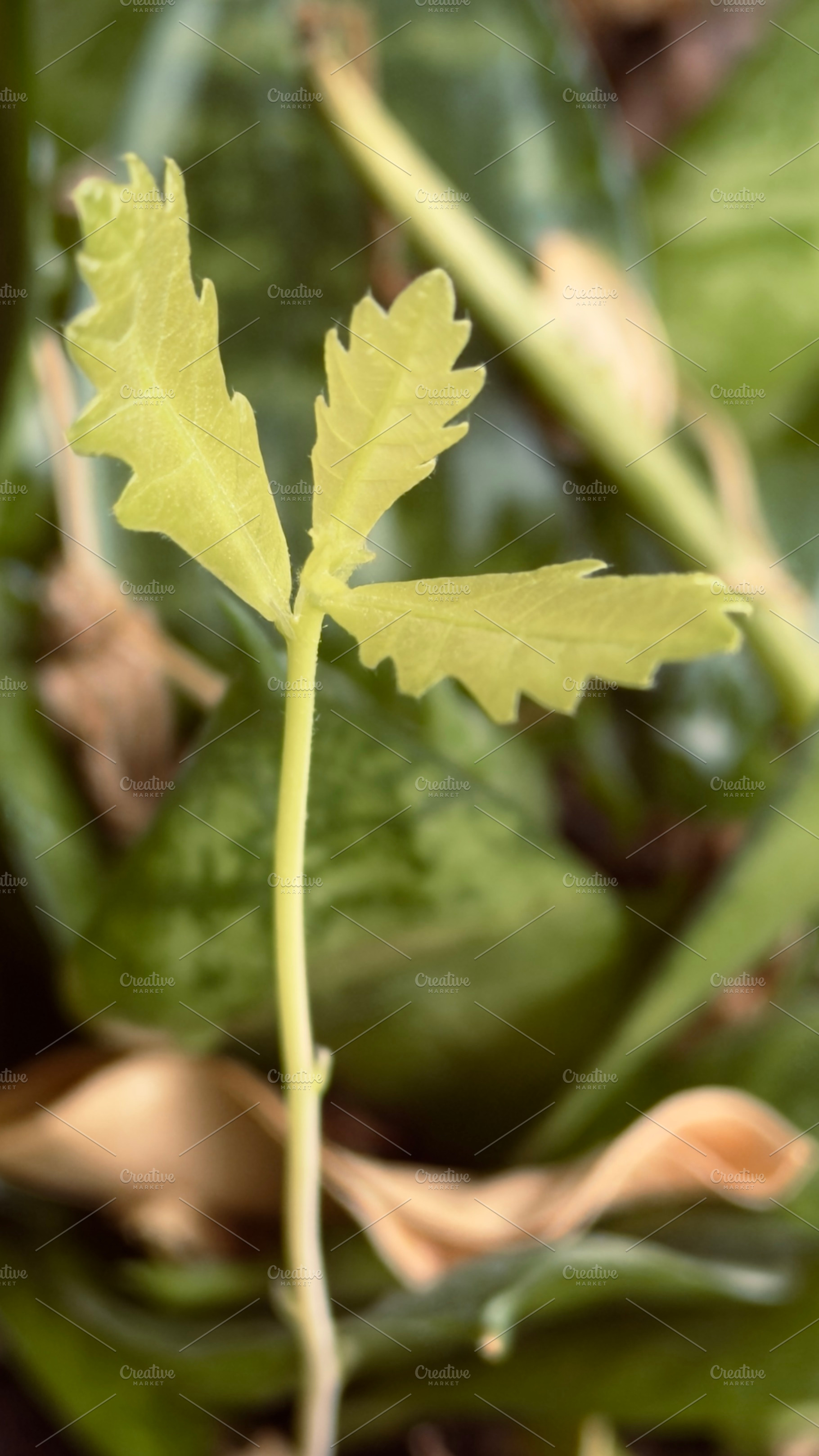 A close-up of a young green plant with delicate leaves, surrounded by other fol, an Industrial Photo by Textures & Backgrounds