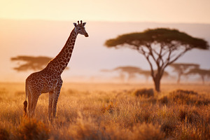 Giraffe in golden savanna at sunset, an Animal Photo by AlyaAnd