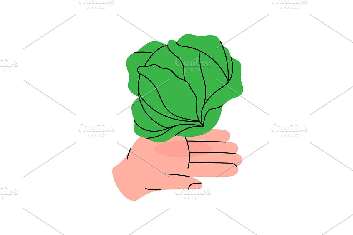 Hand holding a leafy green cabbage, a Food Illustration by GraphiShop