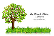 Four seasons trees vector, an Object Graphic by MarBom (Thumbnail 1 of 2)