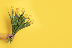 A hand in a yellow sweater holding a bouquet of yellow tulips ag, a Nature Photo by Ales Munt
