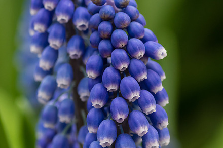 Purple Or Blue Hyacinth Flower Featuring Nature Flower And Flowers preview 6