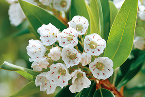 Close-up of white flowering plant, a Nature Photo by AlyaAnd