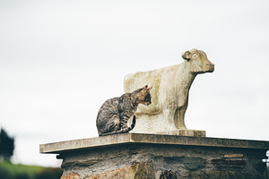 Cat and stone cow on rural ledge, an Animal Photo by SkyNext