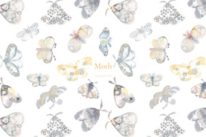 Moth. Art And Patterns