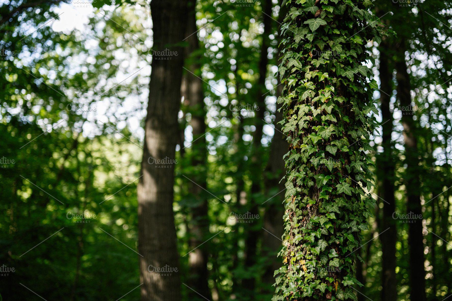 Lush green forest with a tree covered in vibrant climbing ivy plants, a Photo by AS photostudio