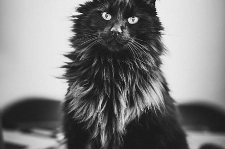 Cat stock picture