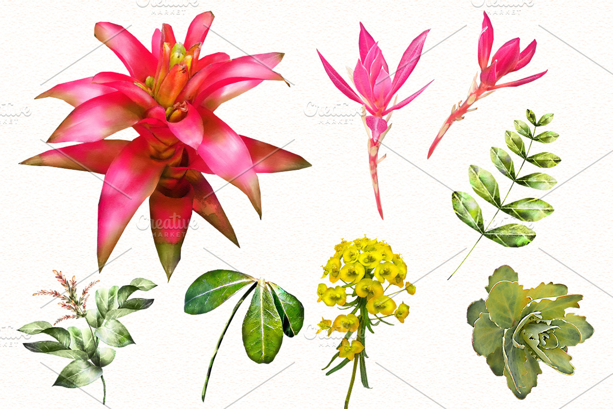 Tropical collection. Summer design., a Decorative Illustration by Lisima (Photo 4 of 19)