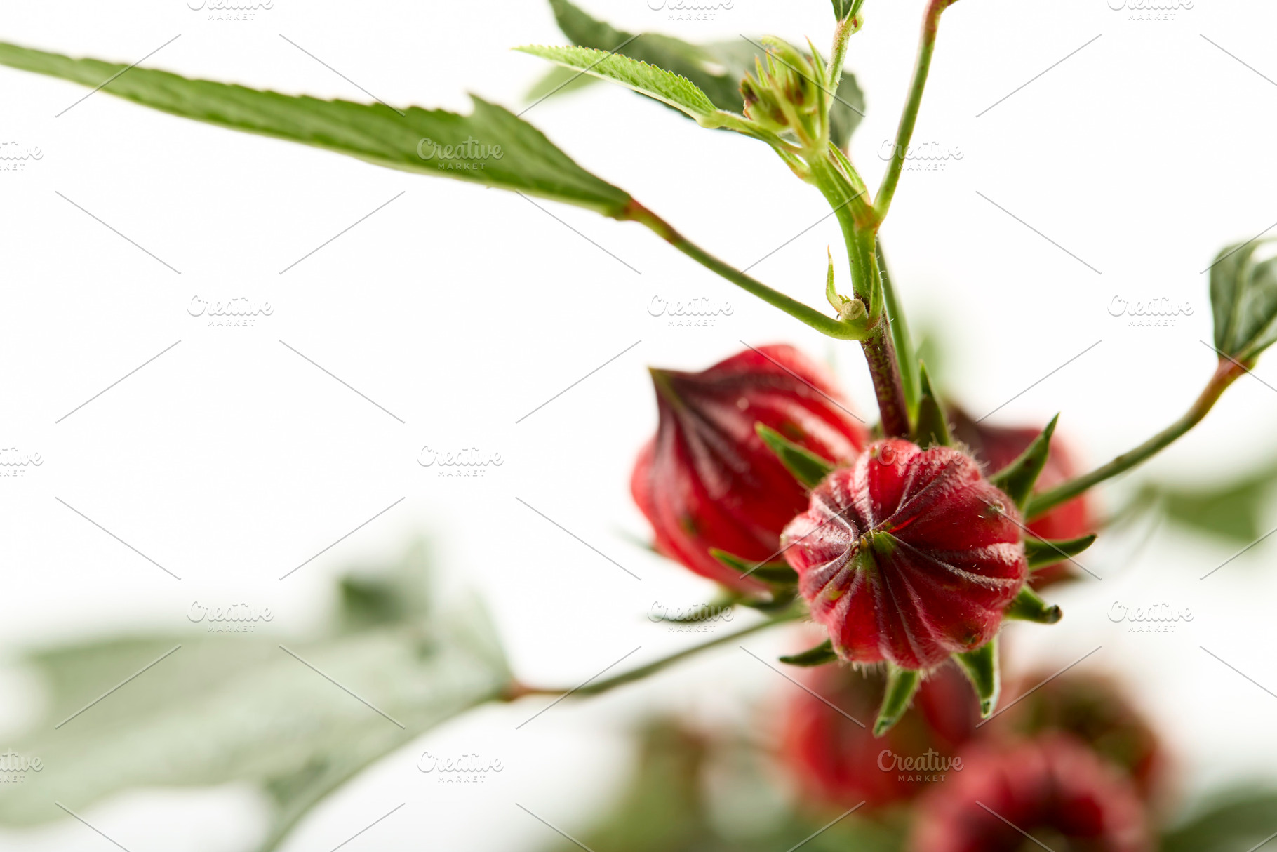 Roselle (Hibiscus sabdariffa)  fruit on white background, a Background Photo by 1981 Rustic studio kan