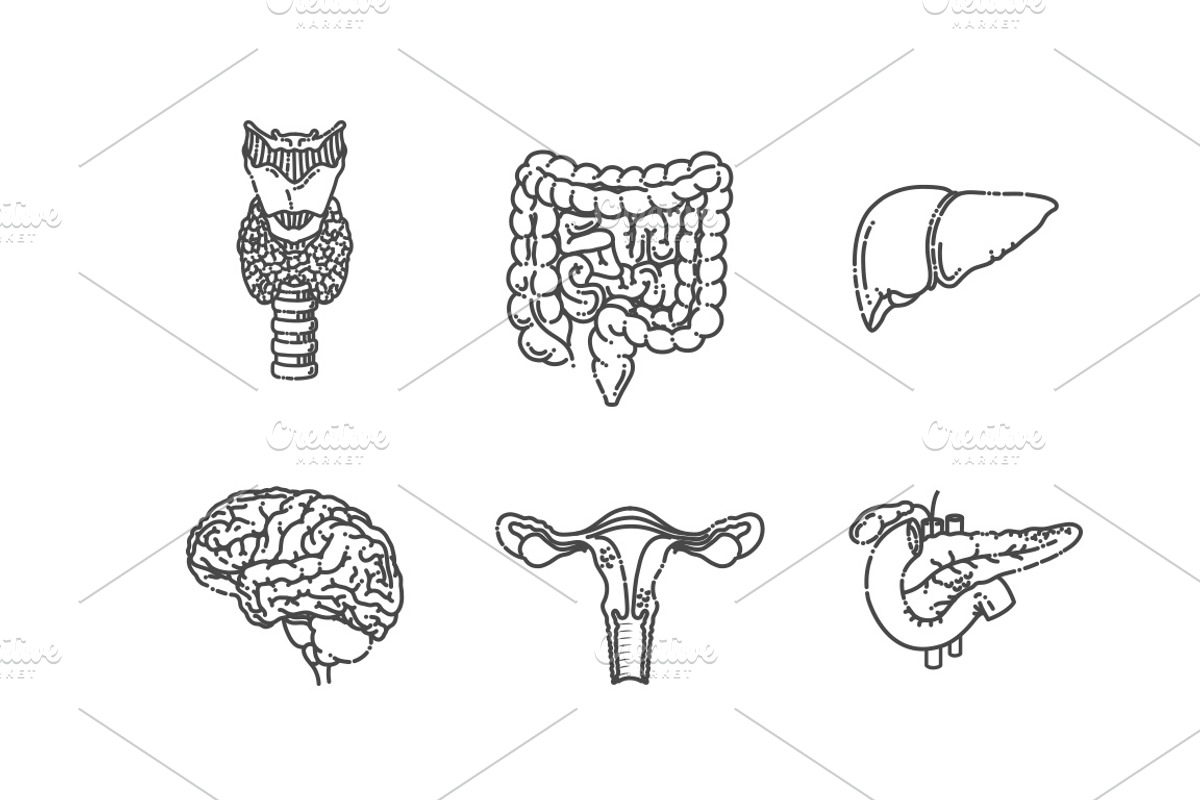 Internal Organs.Vector illlustration, a Healthcare Illustration by Tettygreen (Photo 3 of 3)
