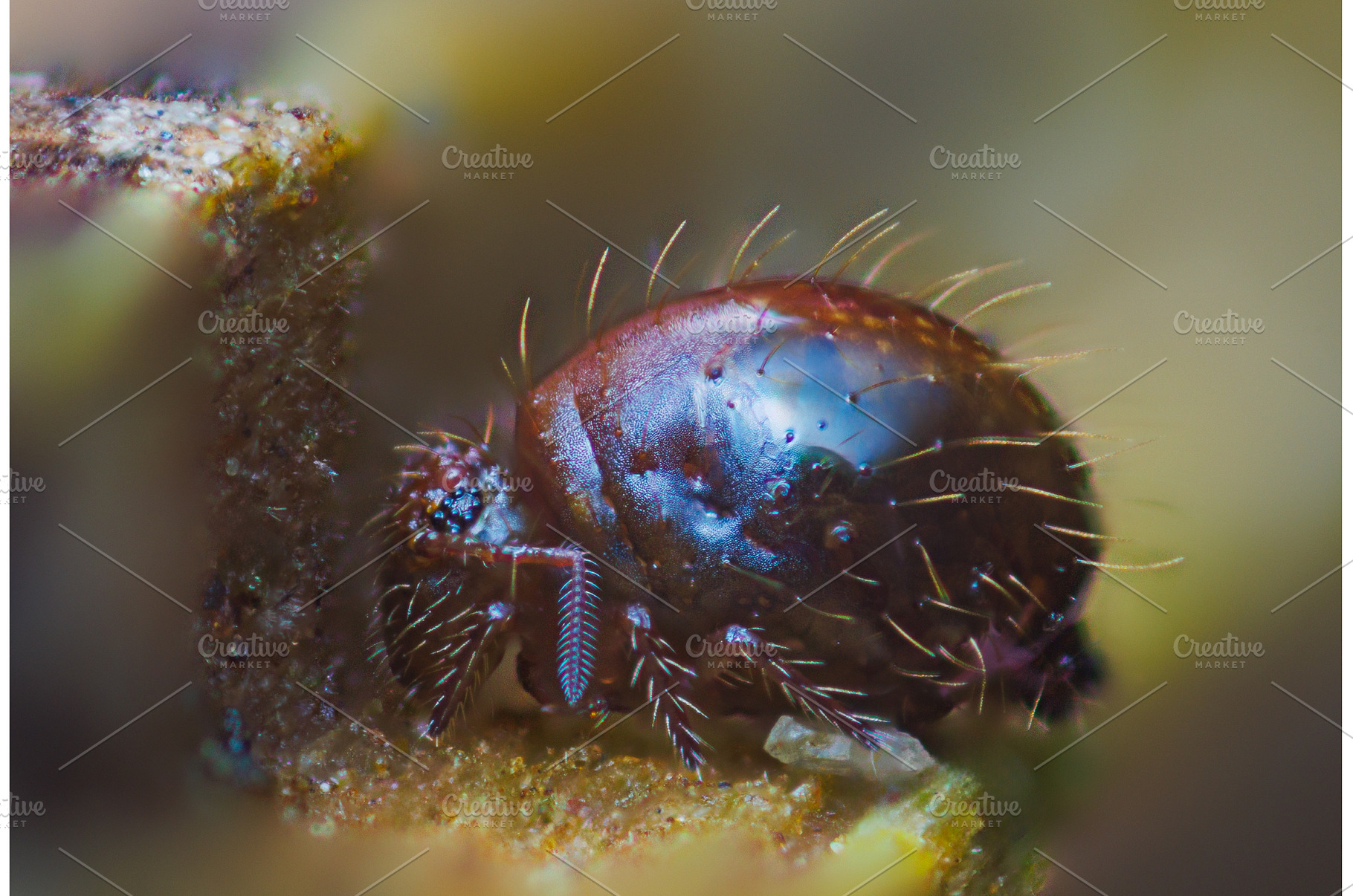 Detailed macro shot of Globular, an Animal Photo by Lukas Jonaitis SHOP