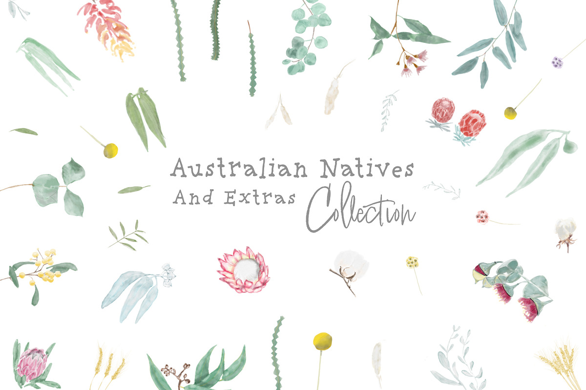 Australian Natives Watercolor, an Illustration by sarahnalder (Photo 1 of 5)