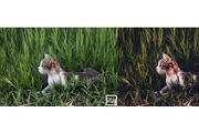 Kamin Film Feeling Roll 1, an Action Add-On by Kamin Lightroom Preset (Thumbnail 8 of 22)
