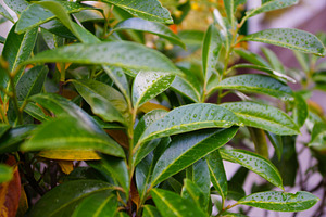 Leaves with water drops, a Nature Photo by Nazar Hrabovyi