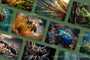 120 Macro Insect Stock Photos, an Animal Photo by Incomelion (Thumbnail 7 of 13)