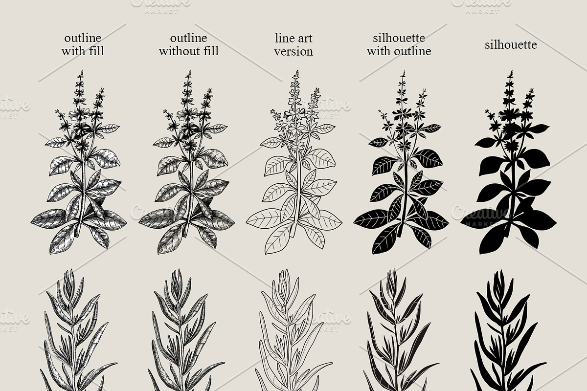 Herbs of Provence Collages & Vectors, a Healthcare Illustration by Yevheniia (Photo 7 of 12)