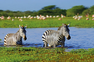 Zebra in the background flamingo. National Park of Kenya, Africa, an Animal Photo by Byrdyak
