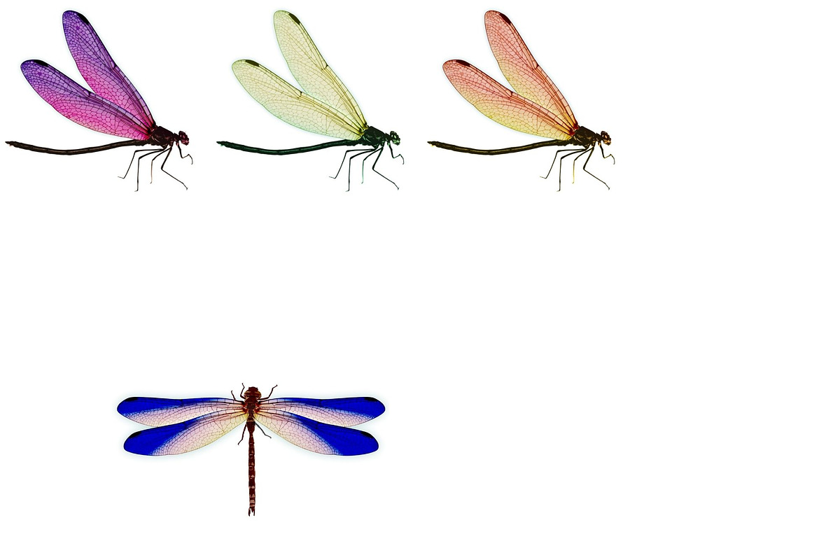 Watercolor Dragonflies Clip Art, an Illustration by Kandace Lalo Designs (Photo 5 of 6)