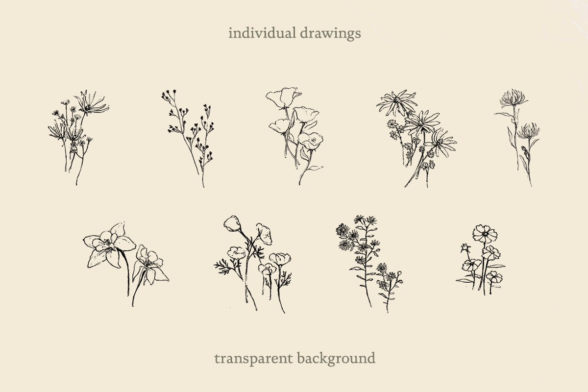 Sketchy Pencil Drawing Wildflowers, an Illustration by elpple (Photo 3 of 7)
