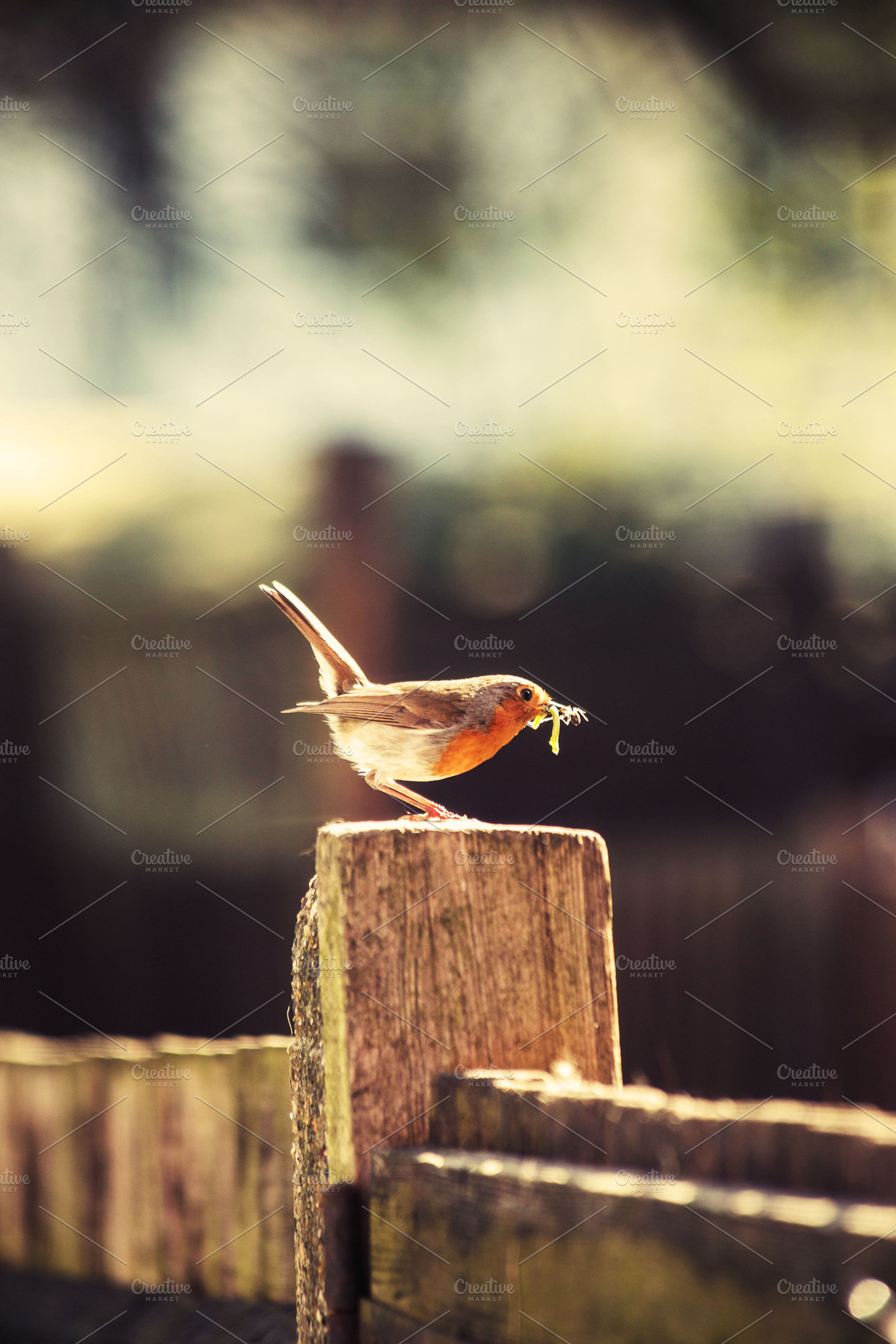 Robin with worms in his beak