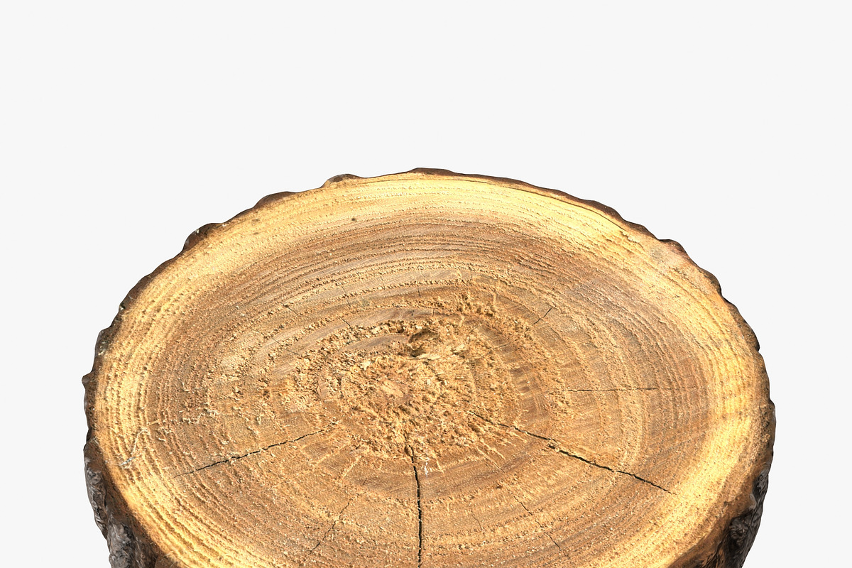 Wood Log Slice, an Environmental 3D Model by 3D_PikNik (Photo 4 of 15)