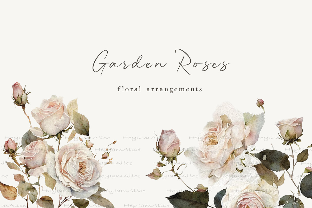 Garden Roses, a Decorative Illustration by heyiamalice (Photo 3 of 10)