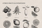 Citrus Fruit Vector Illustration Set, a Food Illustration by Yevheniia (Thumbnail 10 of 11)