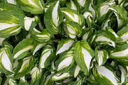Green Natural Leaves Texture, a Photo by VetalStock (Thumbnail 2 of 8)