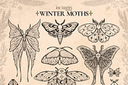 Winter Moths & Evergreen Botanicals, a Seasonal Illustration by Ink Stories (Thumbnail 3 of 15)