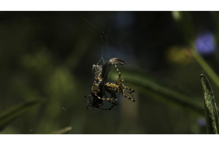 Close up of a spider killing its, an Animal Photo by Media Whale Stock