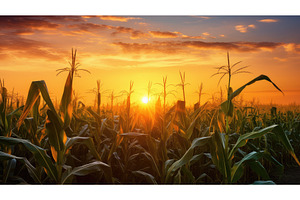 warm country corn background ai, a Background Photo by pikepicture