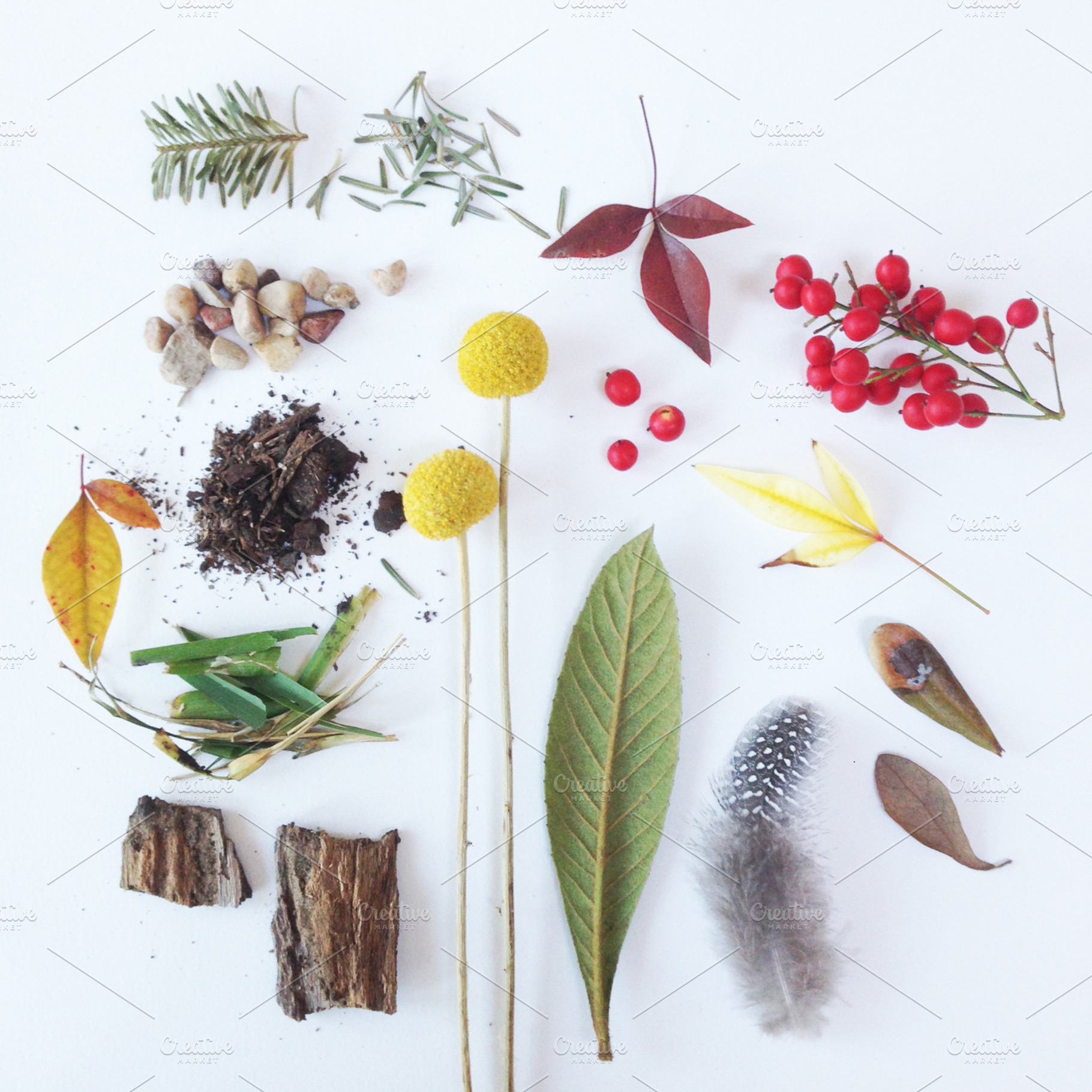Natural Collection