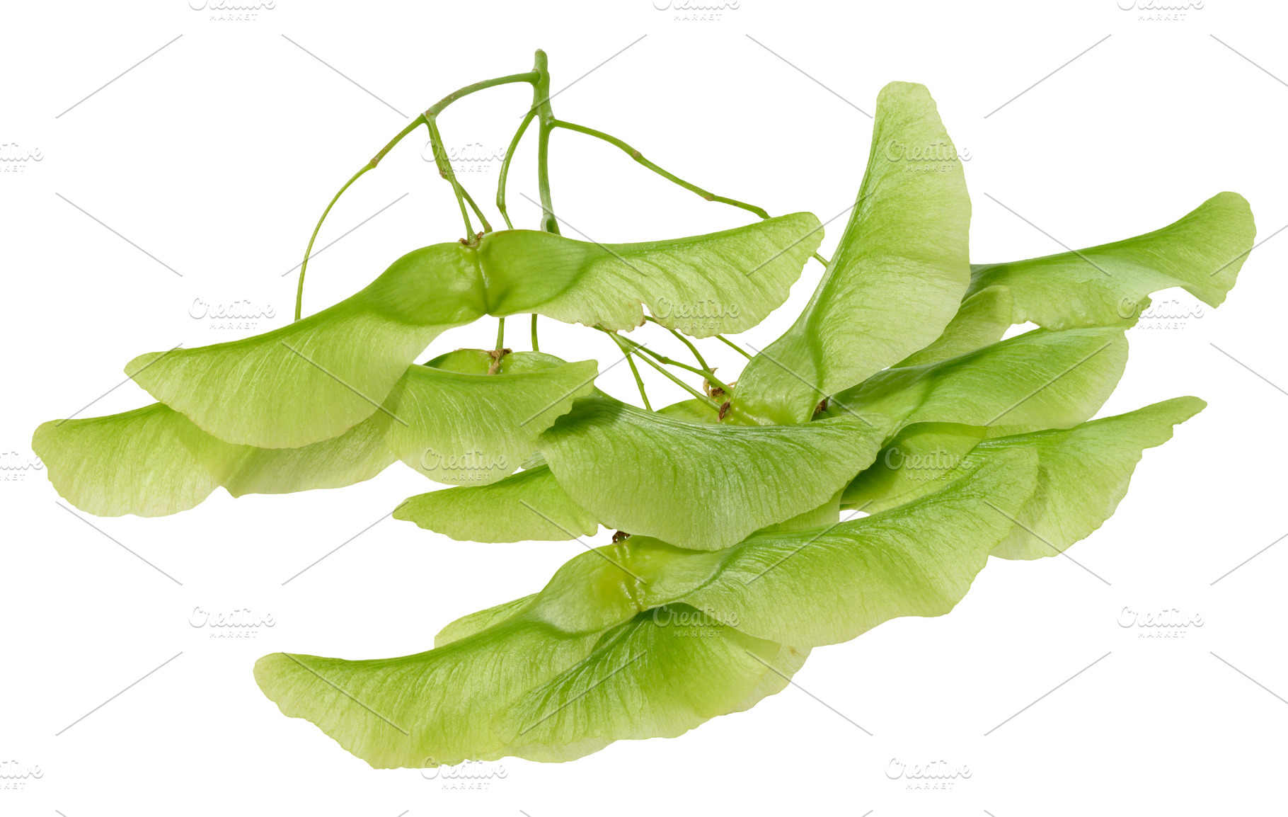 Green seeds of Dipteronia sinensis or Norway Maple., a Nature Photo by ndanko