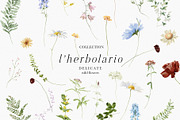 l'Herbolario - Wild Floral Graphics, an Illustration by studioequinox (Thumbnail 2 of 14)